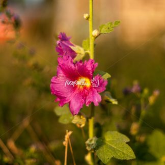 Alcea rosea – Gewöhnliche Stockrose - Papillu