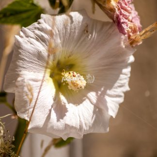 Alcea rosea – Gewöhnliche Stockrose am Getreidefeld - Papillu
