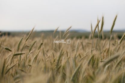 Getreide - Papillu