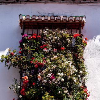 Granada - Papillu