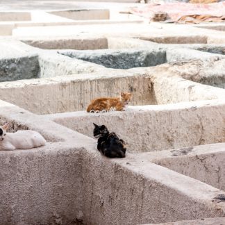 Katzen in der Gerberei - Papillu