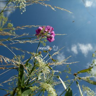 Blüten - Papillu